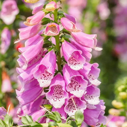 Close-up of pink foxglove flowers with a blurred garden background