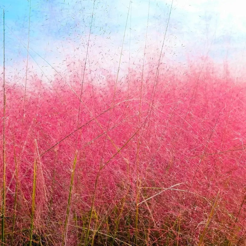 Pink grass with a blue sky background
