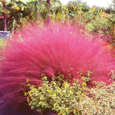 40 Pink Muhly­ Grass Seeds