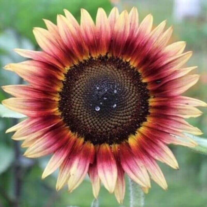 20 Pink Sunflowers Seeds