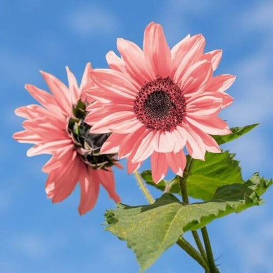 20 Pink Sunflowers Seeds