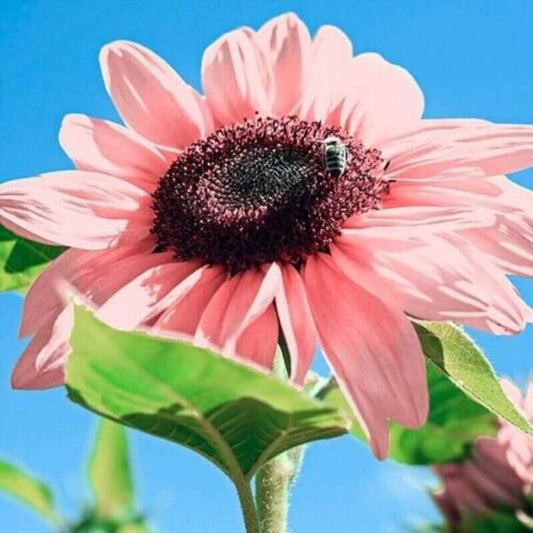 20 Pink Sunflowers Seeds