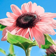 20 Pink Sunflowers Seeds