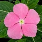 50 Pink Periwinkle Seeds