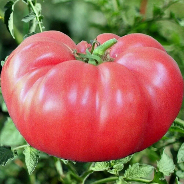 Pink Brandywine Tomato Seeds