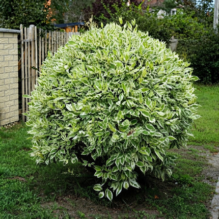 25 Fire & Ice Dogwood Seeds – Pink Flowering Dogwood Tree