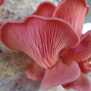 10g Fresh Pink Oyster Mushroom Seeds