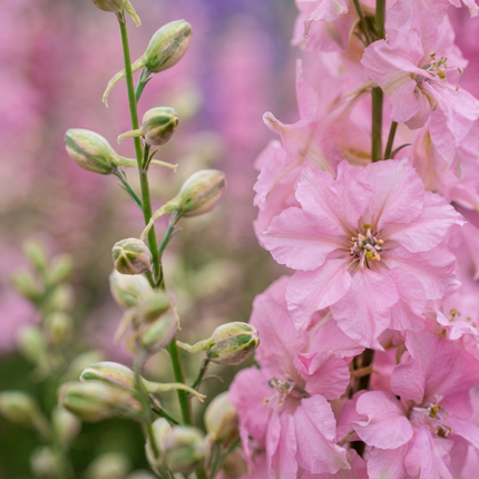 100 Pink Perfection Larkspur Seeds – Delphinium Consolida | Tall Pink Blooms