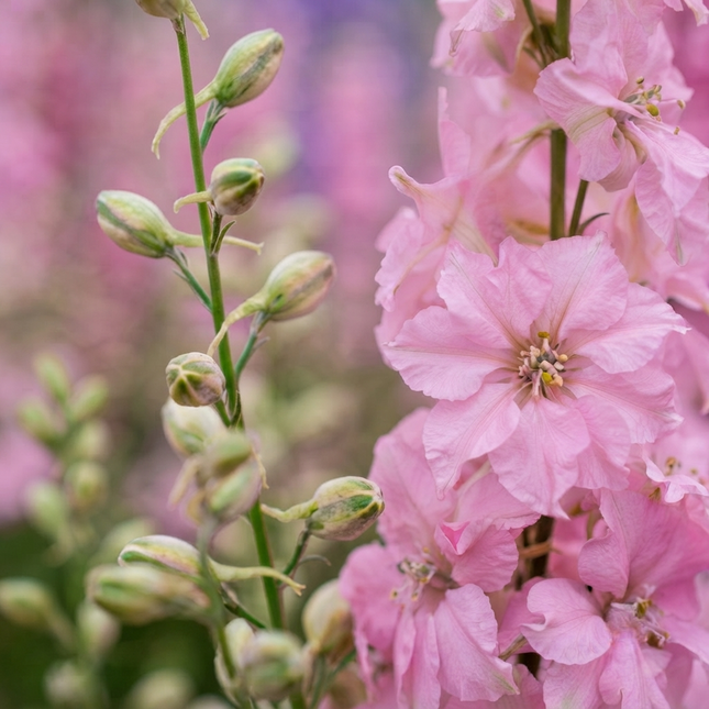 100 Pink Perfection Larkspur Seeds – Delphinium Consolida | Tall Pink Blooms