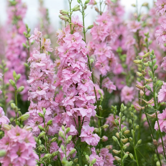Pink Perfection Larkspur (Delphinium consolida) with tall spikes of soft pink double blooms, perfect for cottage gardens, cut flower bouquets, and pollinator-friendly landscapes. Seed World