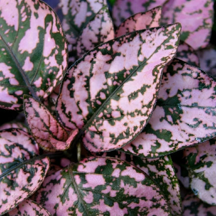Pink Polka Dot Hypoestes plant with vibrant pink and green variegated foliage. Seed World