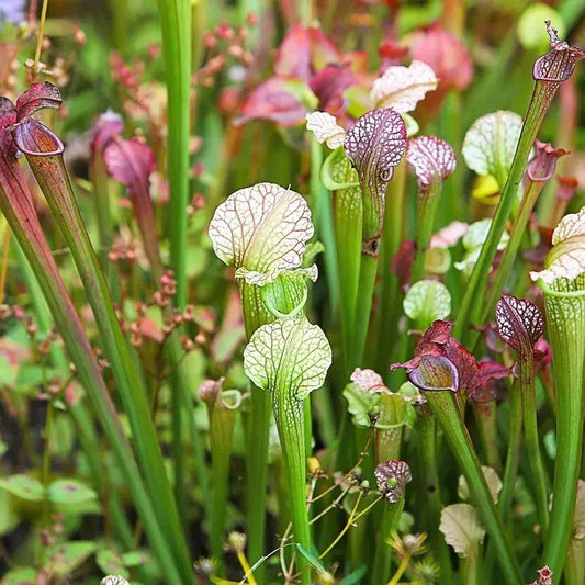 Close-up of carnivorous pitcher plants with green, purple, and white colors.