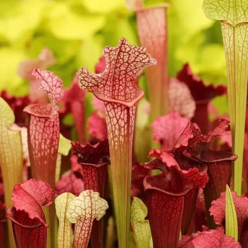 Close-up of carnivorous pitcher plants with a blurred green background