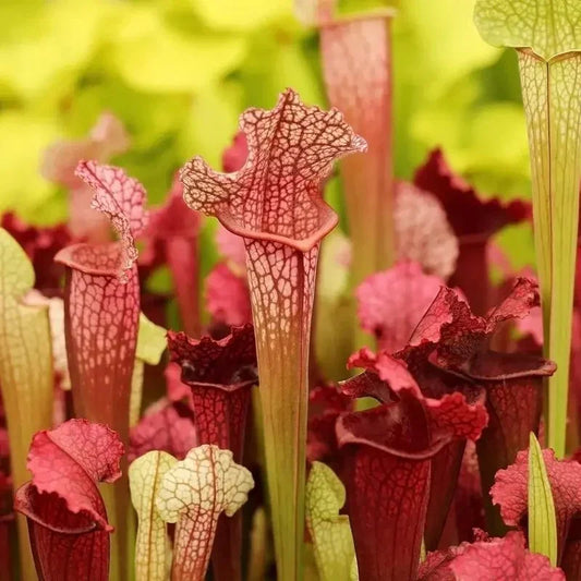 Close-up of carnivorous pitcher plants with a blurred green background