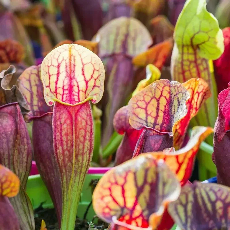 Close-up of carnivorous pitcher plants with vibrant colors.