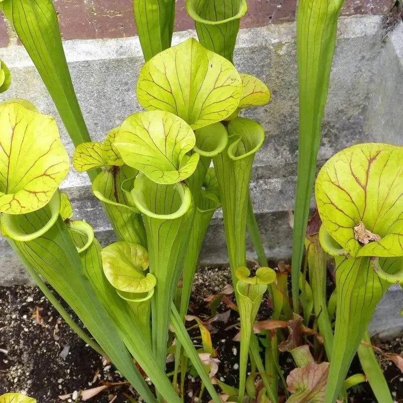 Green pitcher plants growing in a pot with a stone wall background