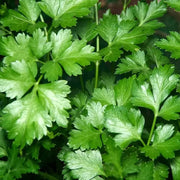 500 Plain Italian Parsley Seeds