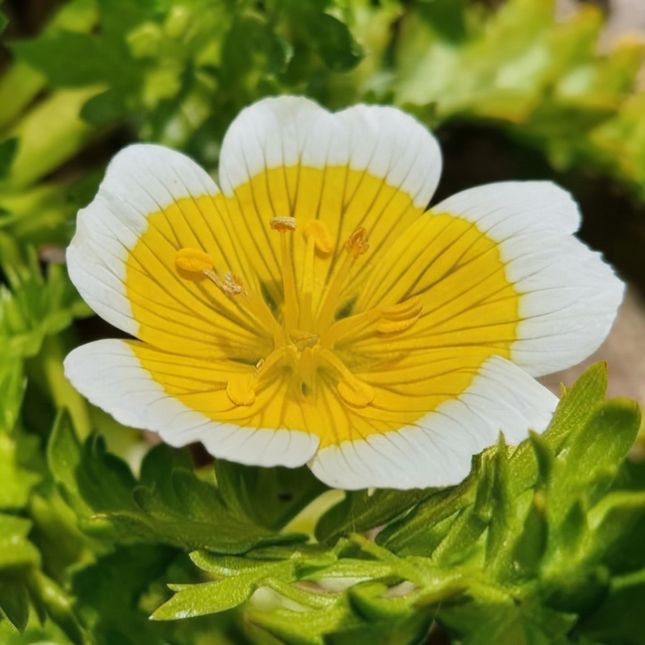 Poached Egg Plant seeds producing cheerful white and yellow wildflowers, perfect for pollinator gardens, borders, beneficial insects, and low-maintenance landscapes. Seed World