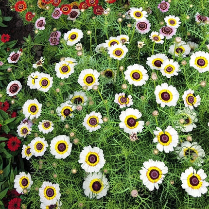 100 Polar Star Chrysanthemum Seeds – Elegant White Garden Mum Flower