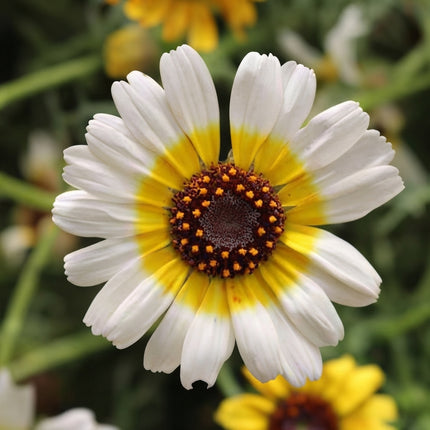 100 Polar Star Chrysanthemum Seeds – Elegant White Garden Mum Flower