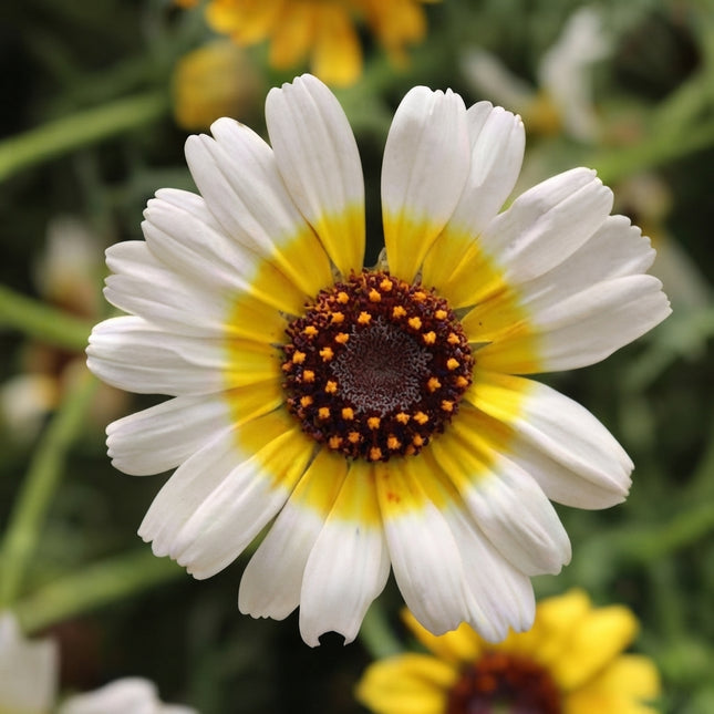 100 Polar Star Chrysanthemum Seeds – Elegant White Garden Mum Flower