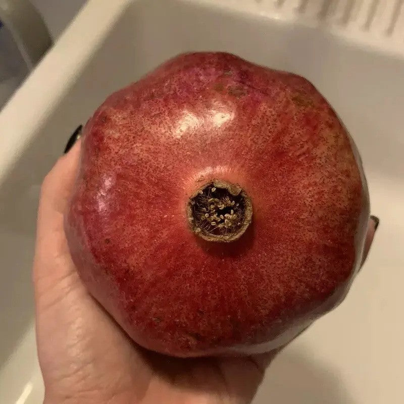 25 Pomegranate Fruit Tree Seeds – Punica granatum