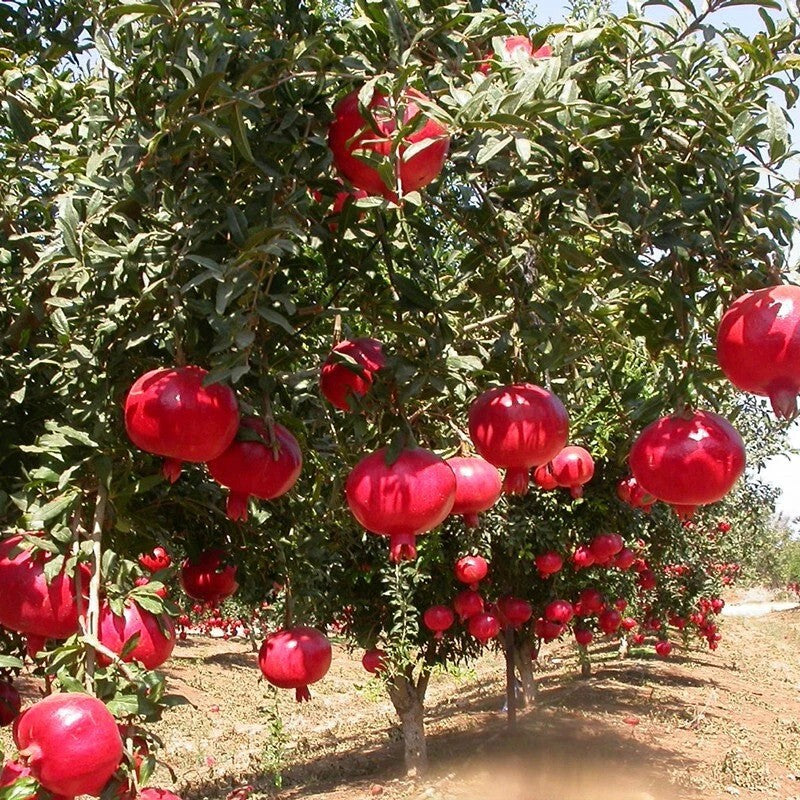 25 Pomegranate Fruit Tree Seeds – Punica granatum