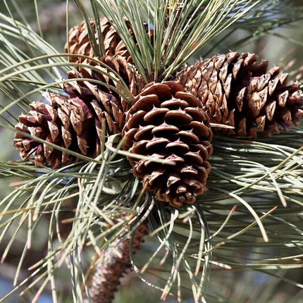 50 Ponderosa Pine Seeds – Pinus Ponderosa | Majestic Evergreen Tree