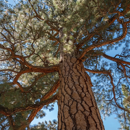 Ponderosa Pine (Pinus ponderosa) tree with rugged bark and evergreen needles, a hardy native conifer ideal for landscaping, wildlife habitat, and reforestation. Seed World