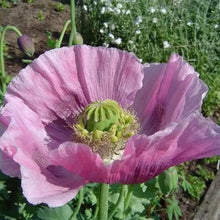 1000 Poppy Lavender Seeds
