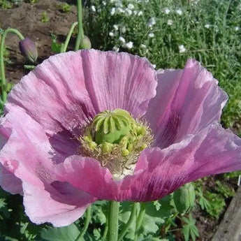 1000 Poppy Lavender Seeds