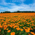 1000 Seeds (save $5)