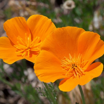 Vibrant California poppy flowers bright orange in full bloom, lush green field under blue sky, ideal for garden planting and wildflower meadows, California Orange Poppy Seeds - Seed World