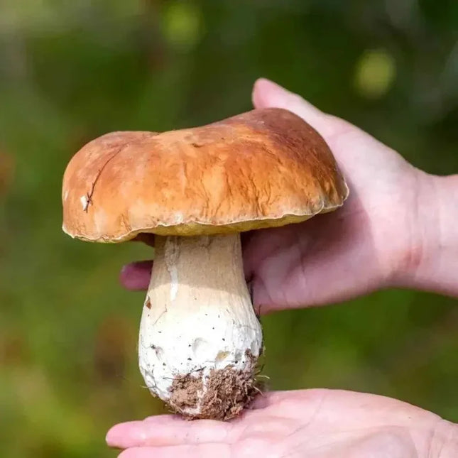 Porcini Mushroom Grow Kit – King Bolete Spores in Sawdust (40g)