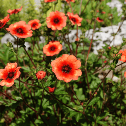 50 Cinquefoil | Potentilla Nepalensis Seeds