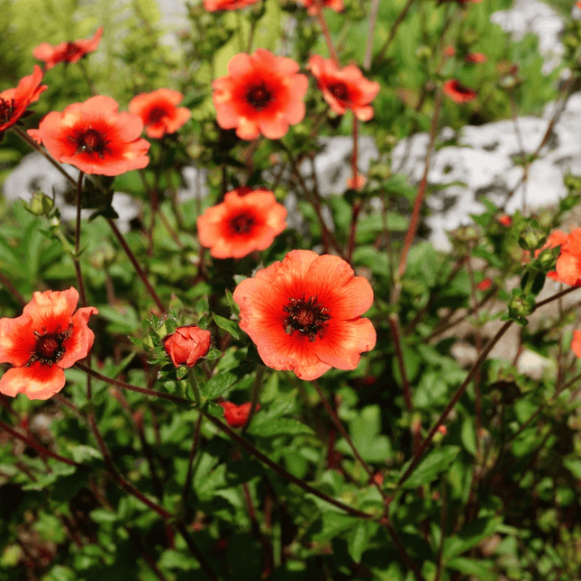 50 Cinquefoil | Potentilla Nepalensis Seeds