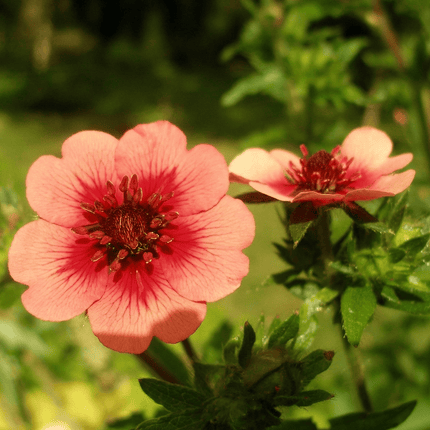 50 Cinquefoil | Potentilla Nepalensis Seeds