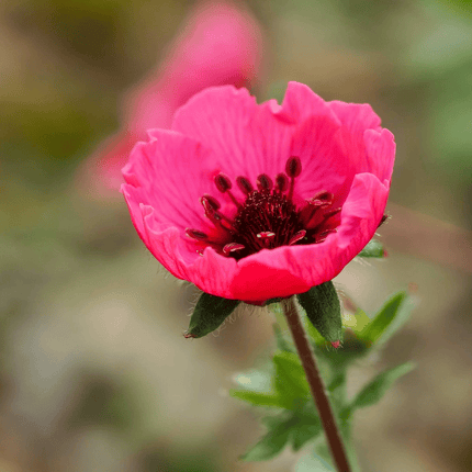50 Cinquefoil | Potentilla Nepalensis Seeds