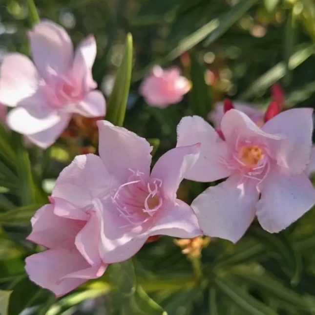 Powder Pink Nerium Oleander Seeds, vibrant flowering plant for gardens, container planting, and ornamental landscaping, easy-to-grow perennial with lush green foliage and soft pink blooms. Seed World