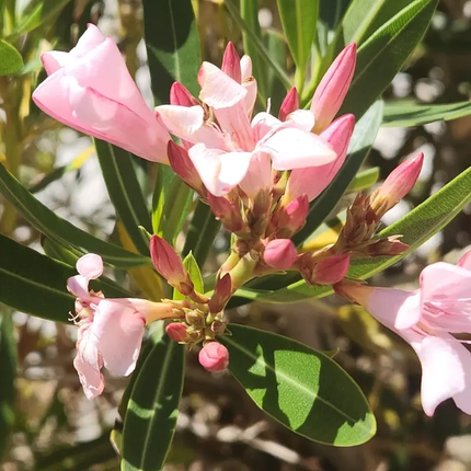 50 Powder Pink Nerium Oleander Seeds – Hardy Ornamental Shrub