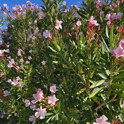 50 Powder Pink Nerium Oleander Seeds – Hardy Ornamental Shrub