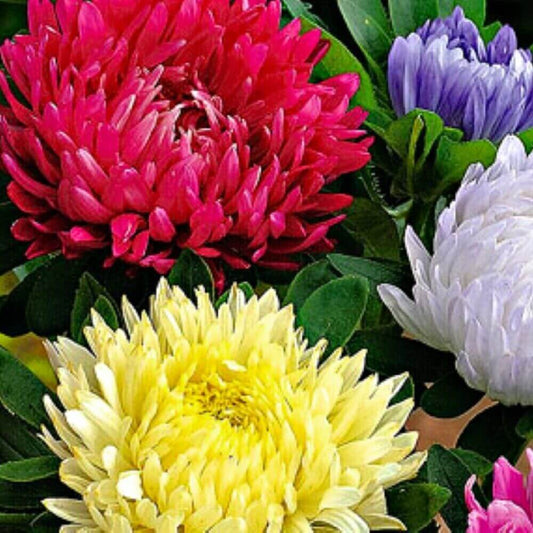 500 Powder Puff Aster Seeds - Mix
