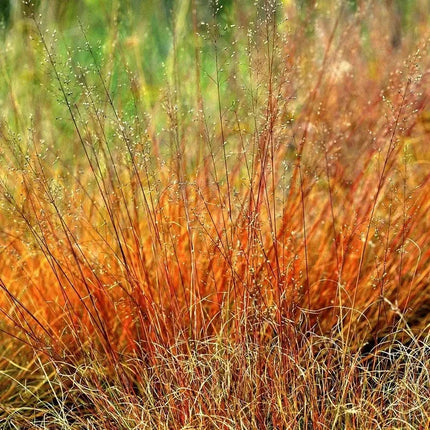Tall grass with orange and brown hues in a natural setting