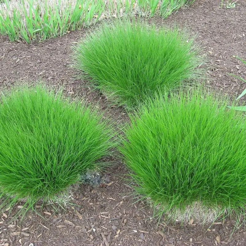 Three clumps of green grass on a brown mulched ground