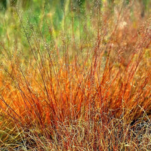 200 Prairie Dropseed Native Grass Seeds