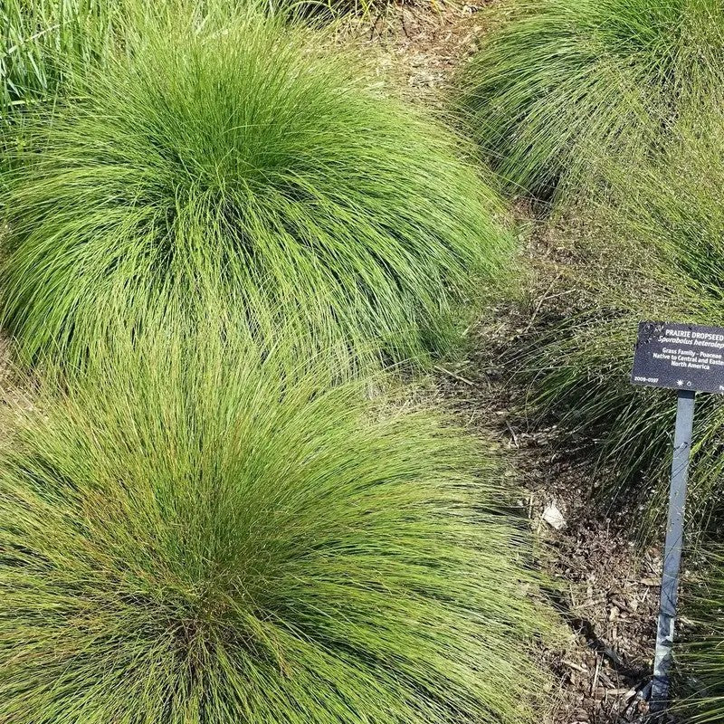 Green grasses with a plant label in a garden setting