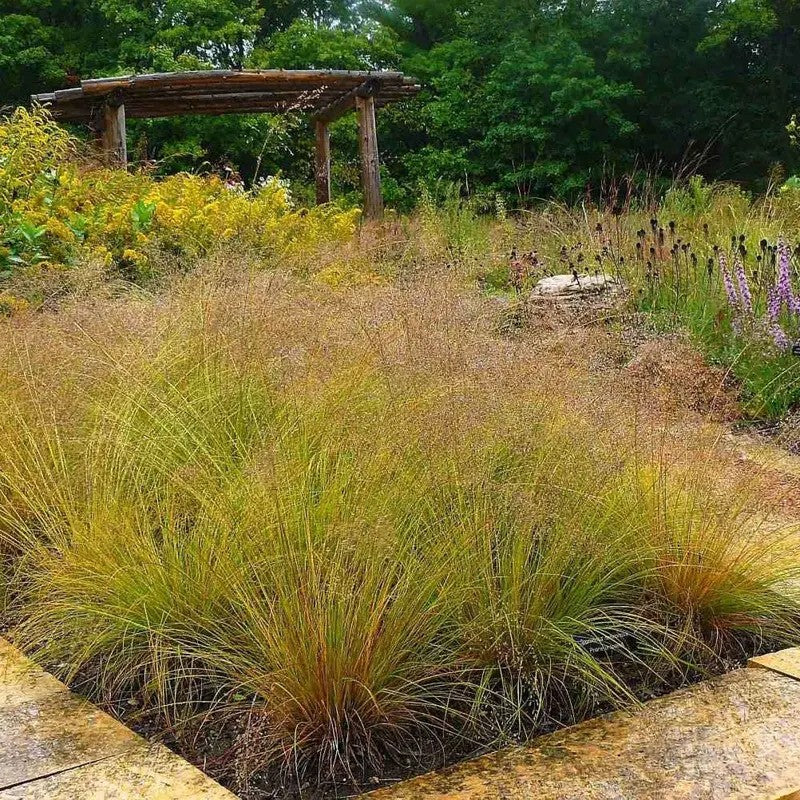 Garden scene with grasses, a wooden structure, and trees in the background