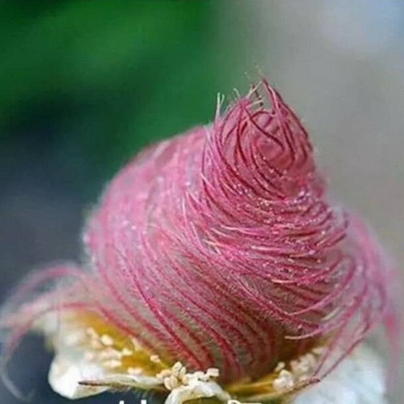 Close-up of a pinkish-red flower bud with a blurred green background