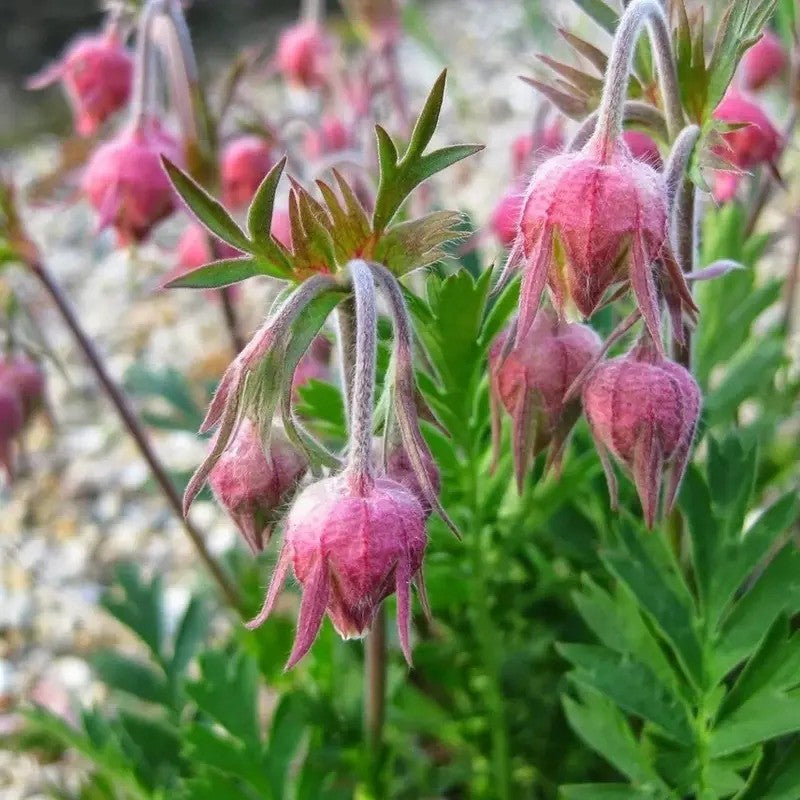 Pink flowers with green leaves in a natural setting