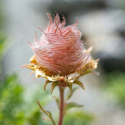 55 Prairie Smoke Flower Seeds – Geum triflorum